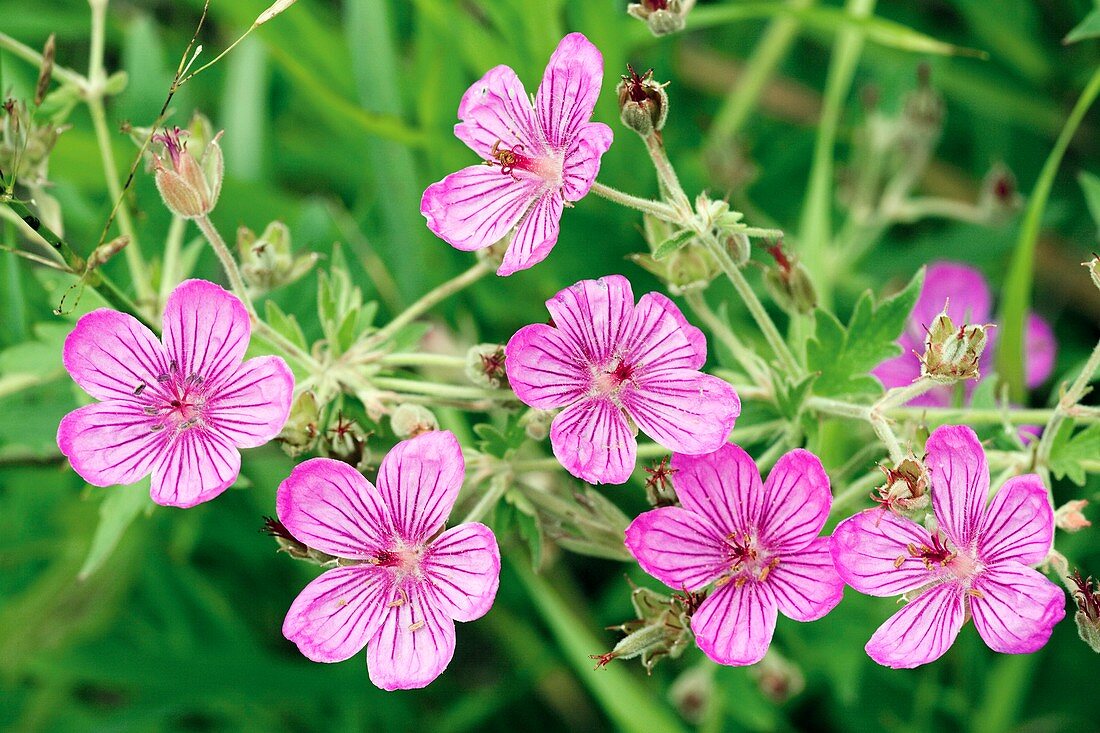 Wild geranium (Geranium caespitosum)