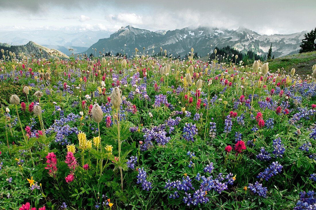 Wildflower meadow