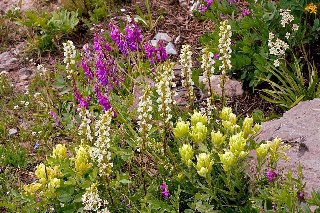 Alpine flowers in Wyoming,USA