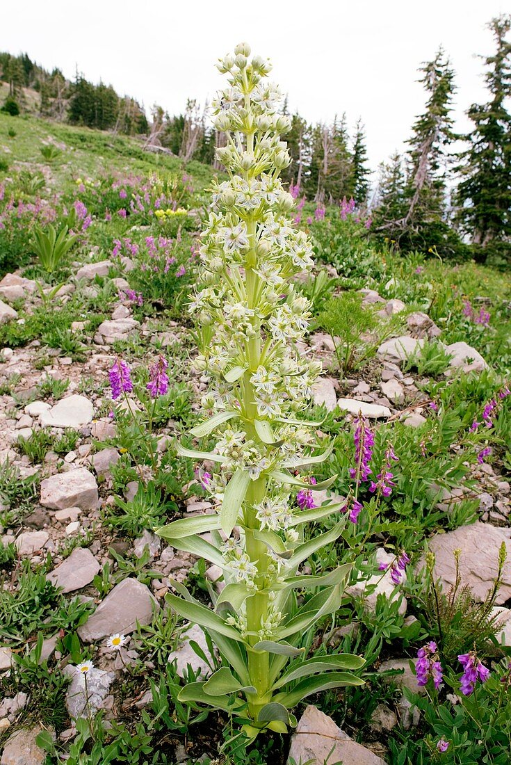 Swertia radiata syn. Frasera speciosa