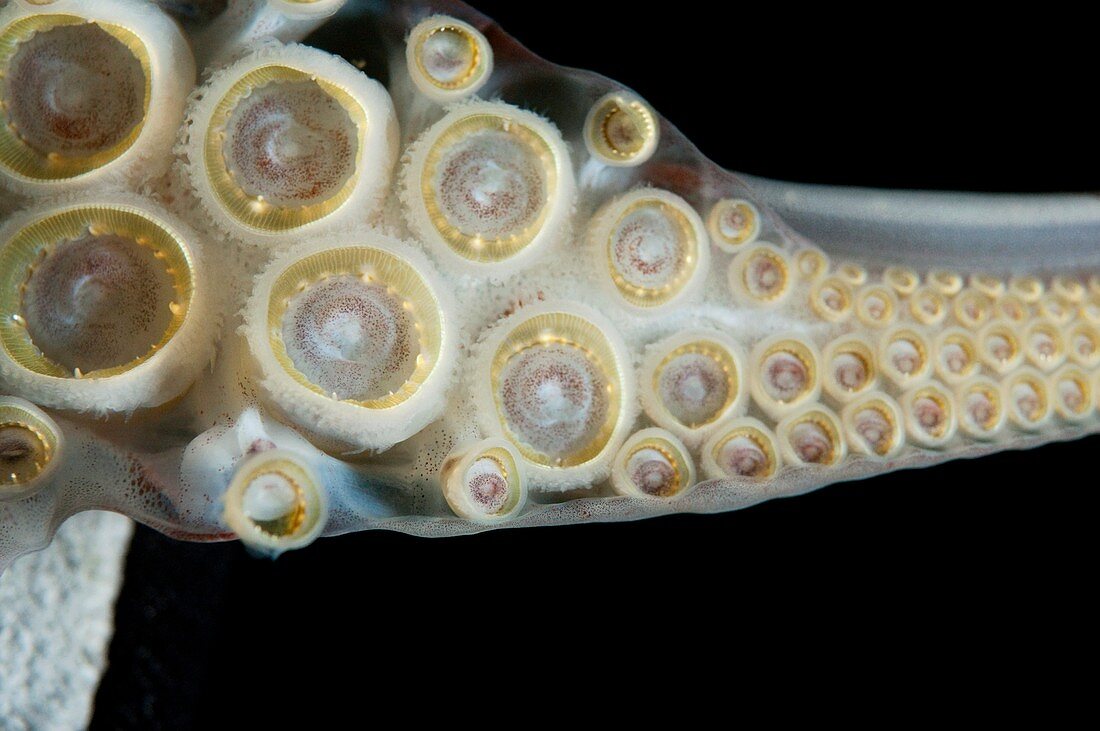 Humboldt squid suckers