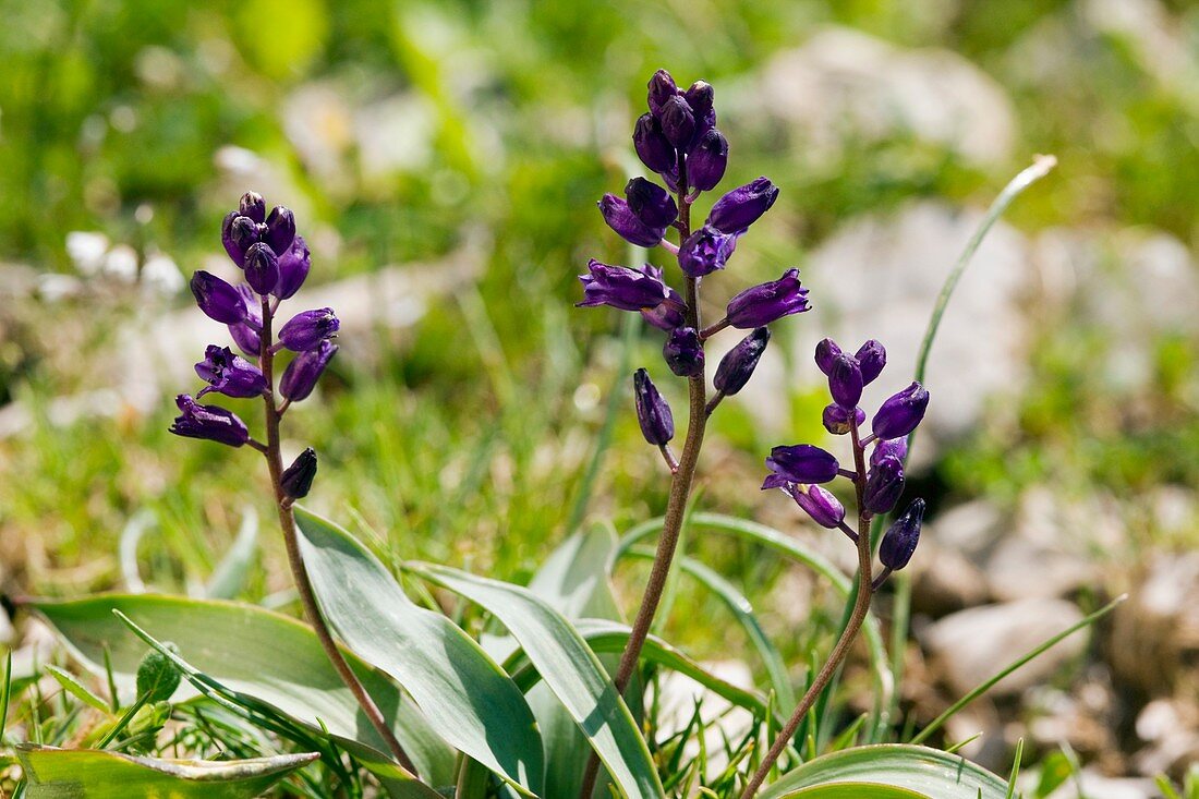 Hyacinthella heldreichii