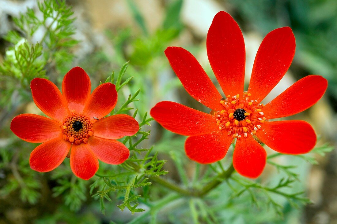 Pheasant's Eye (Adonis flammea)