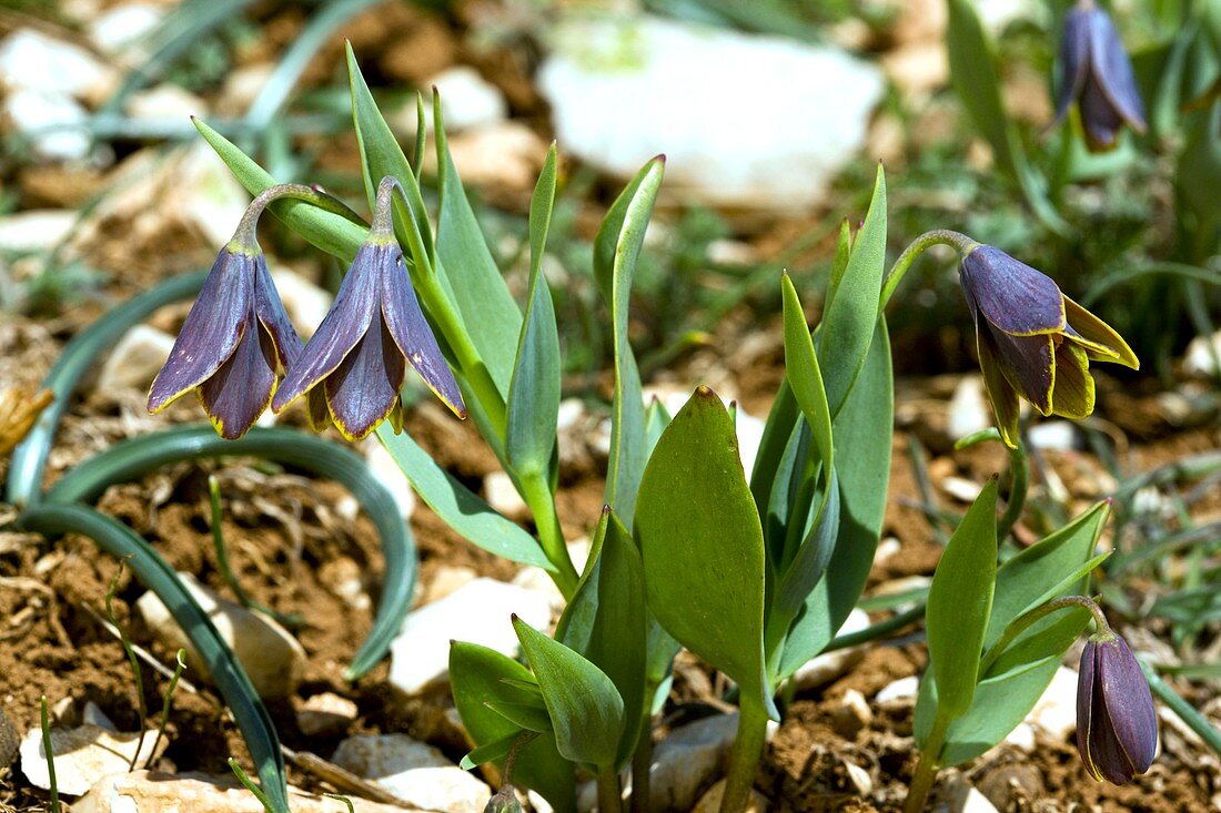 Mountain Fritillary (Fritillaria pinardii