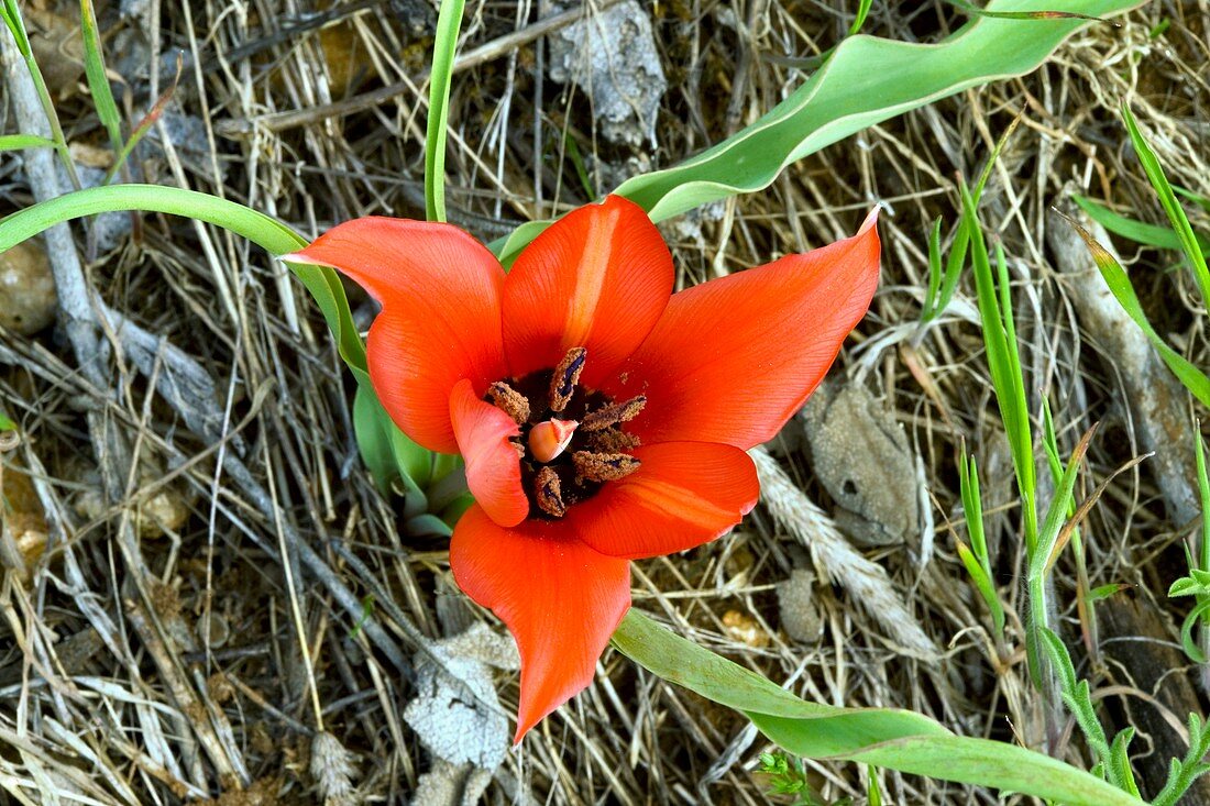 Tulipa armena ssp. Lycica