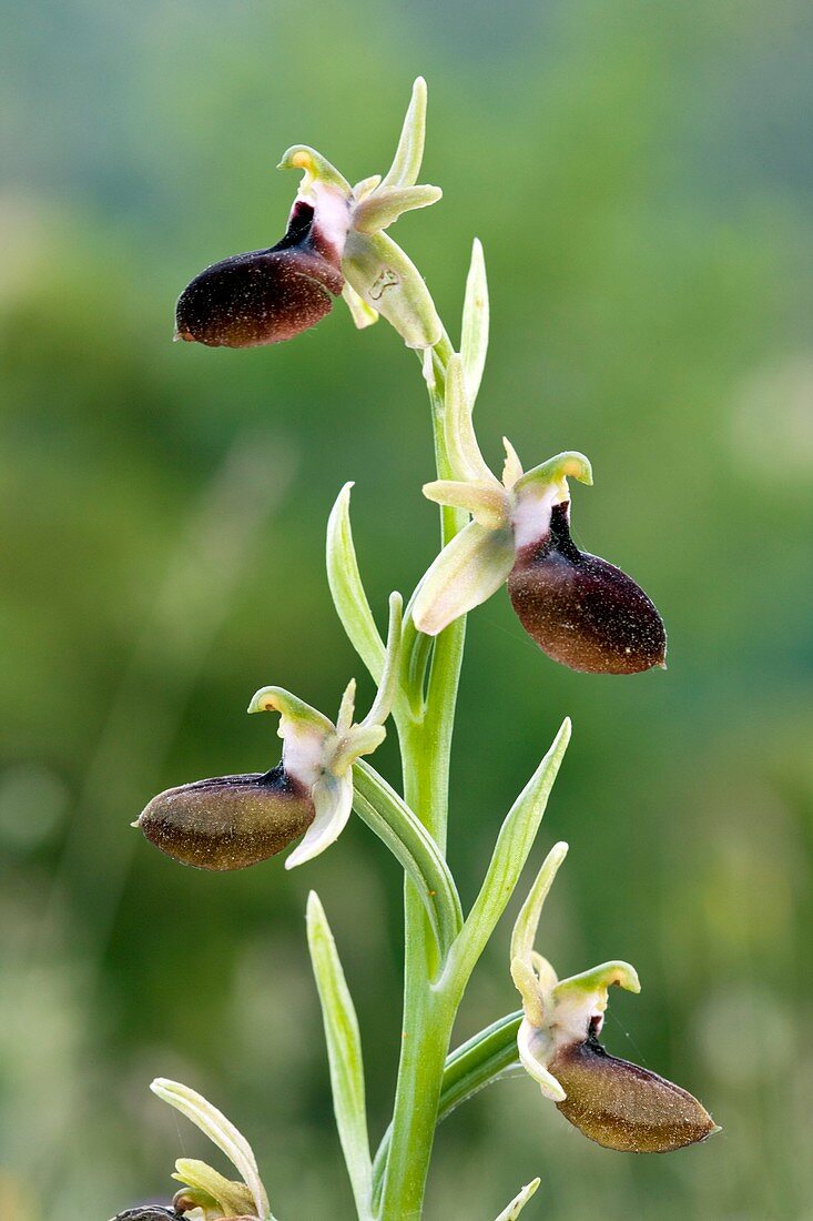 Orchid (Ophrys helenae)