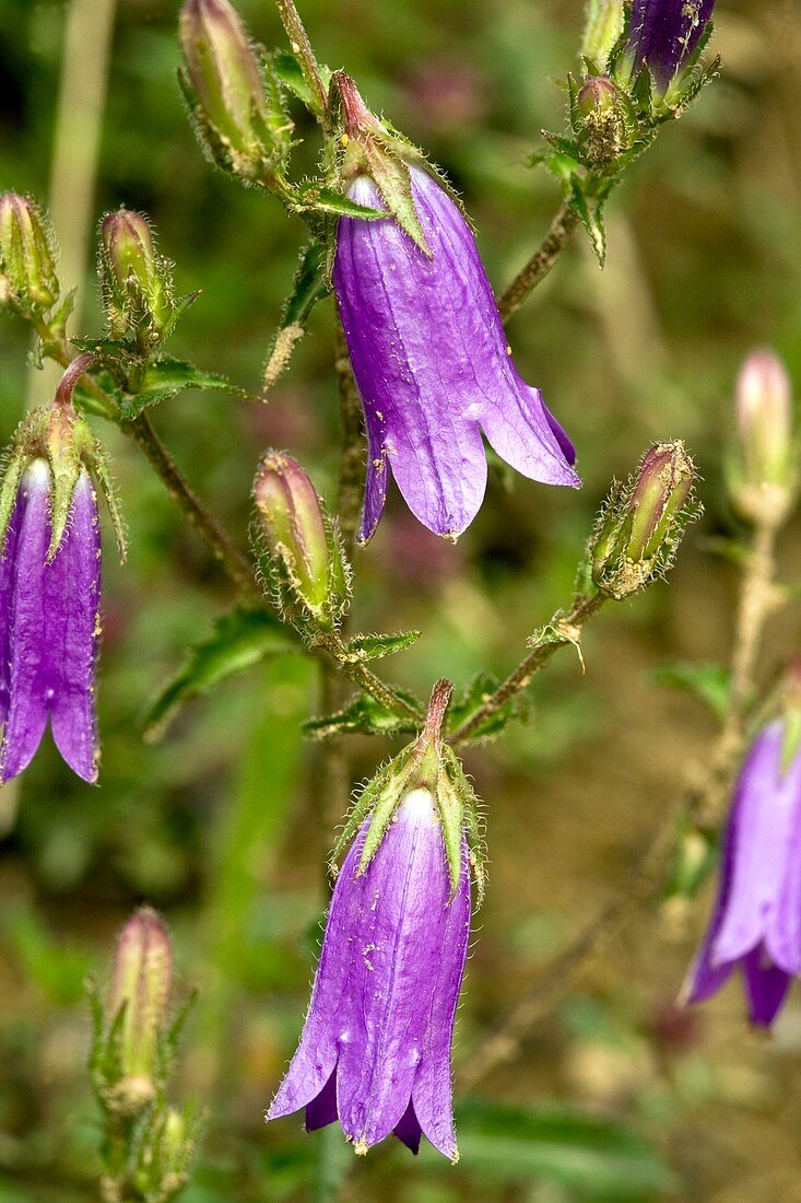 Siberian Bellflower (Campanula sibirica)