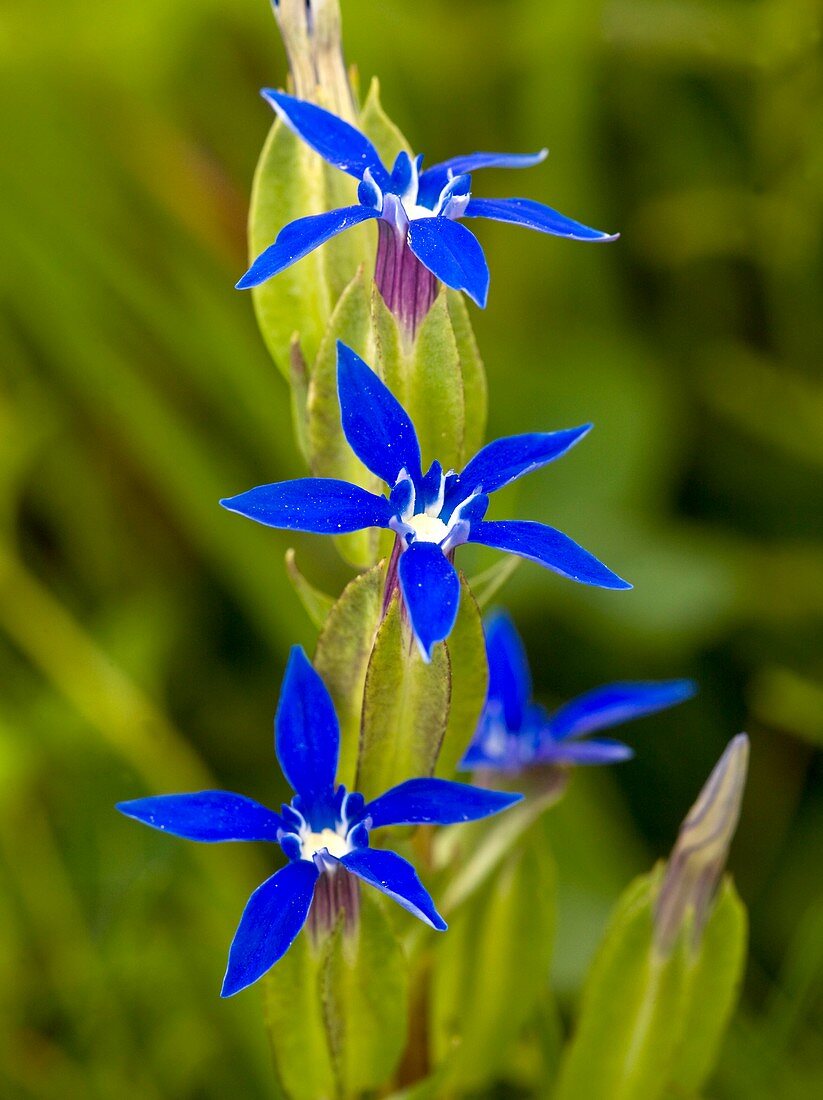 Bladder Gentian (Gentiana utriculosa)