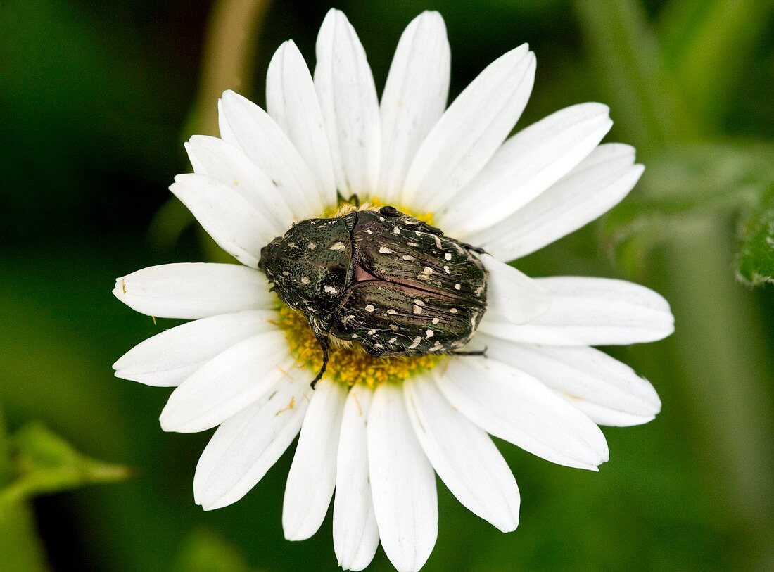 Chafer beetle on Ox-eye Daisy