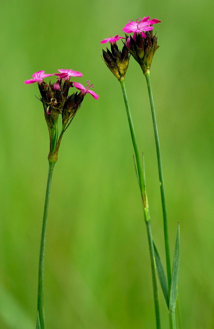 Dianthus carthusianorum