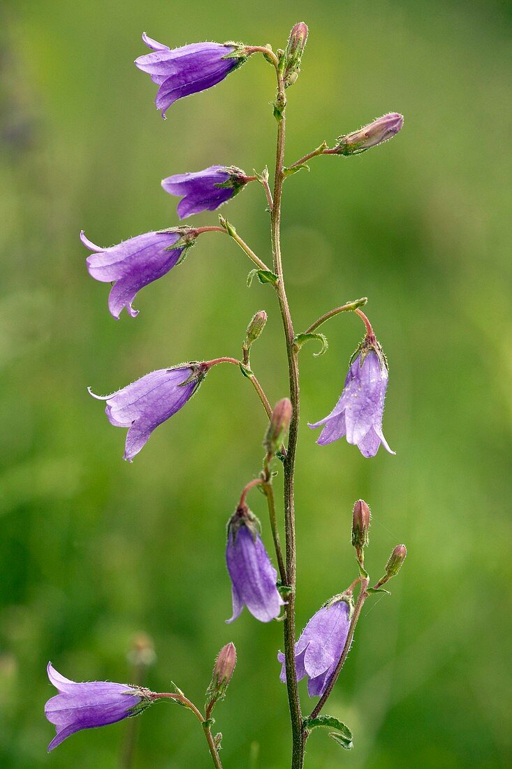 Siberian Bellflower (Campanula sibirica)