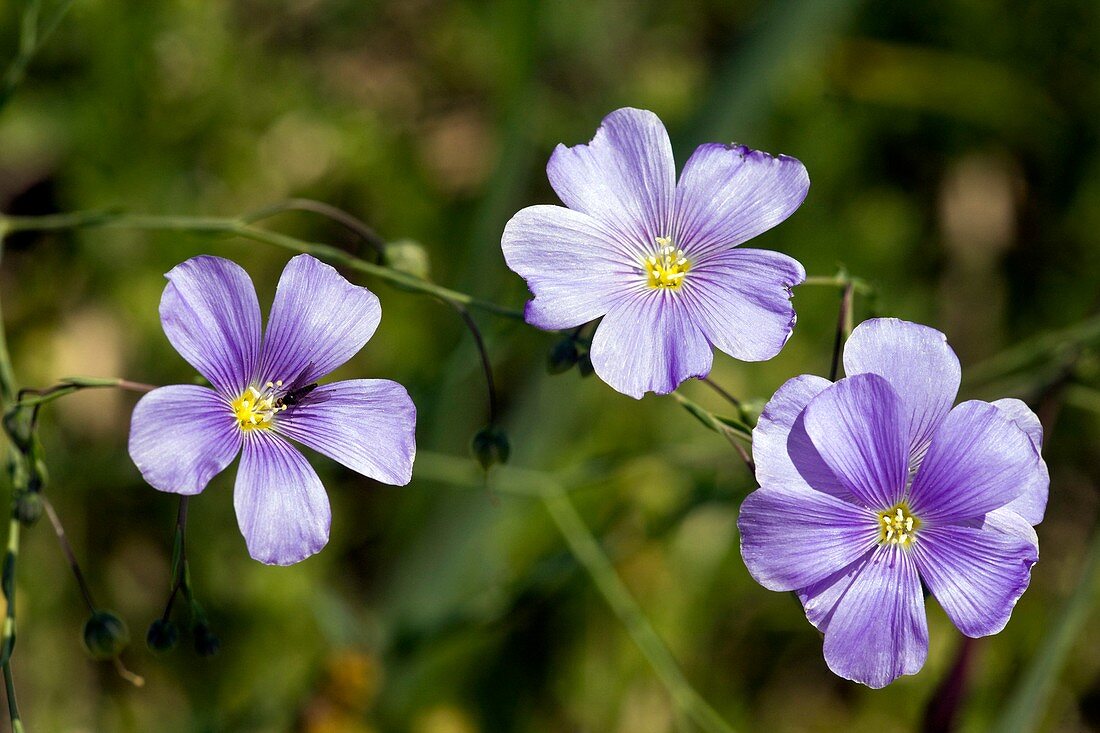 Perennial flax (Linum austriacum)