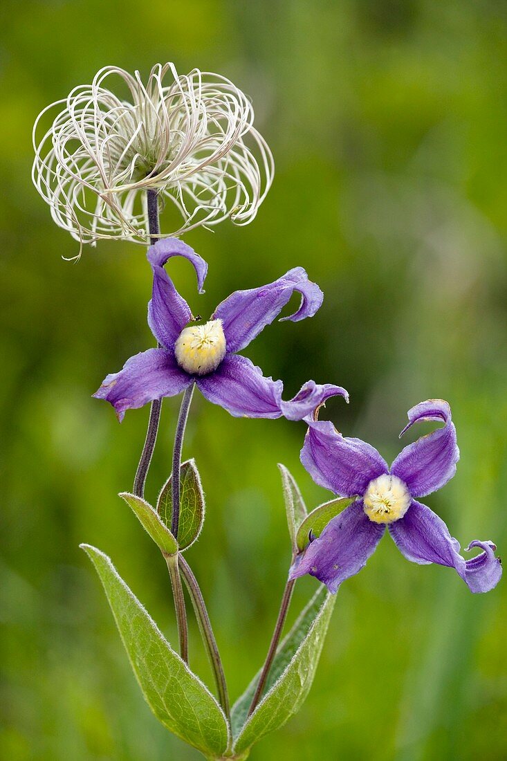 Clematis integrifolia