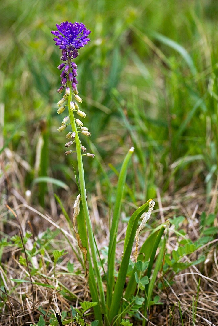 Tassel Hyacinth (Muscari comosum)