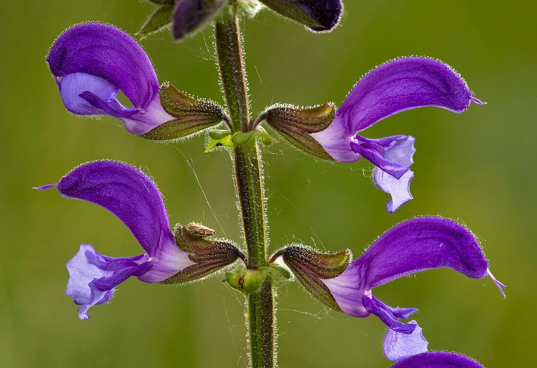 Meadow Clary (Salvia pratensis)