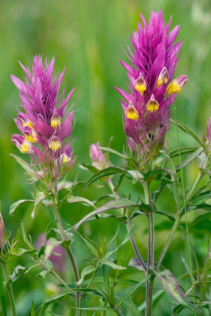 Field Cow-wheat (Melampyrum arvense)