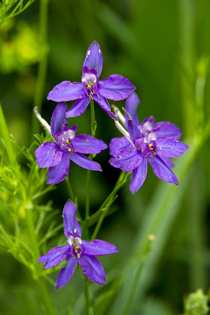 Forking Larkspur (Consolida regalis)