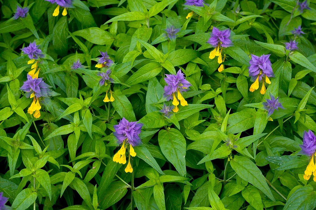 Cow-wheat (Melampyrum biharense)