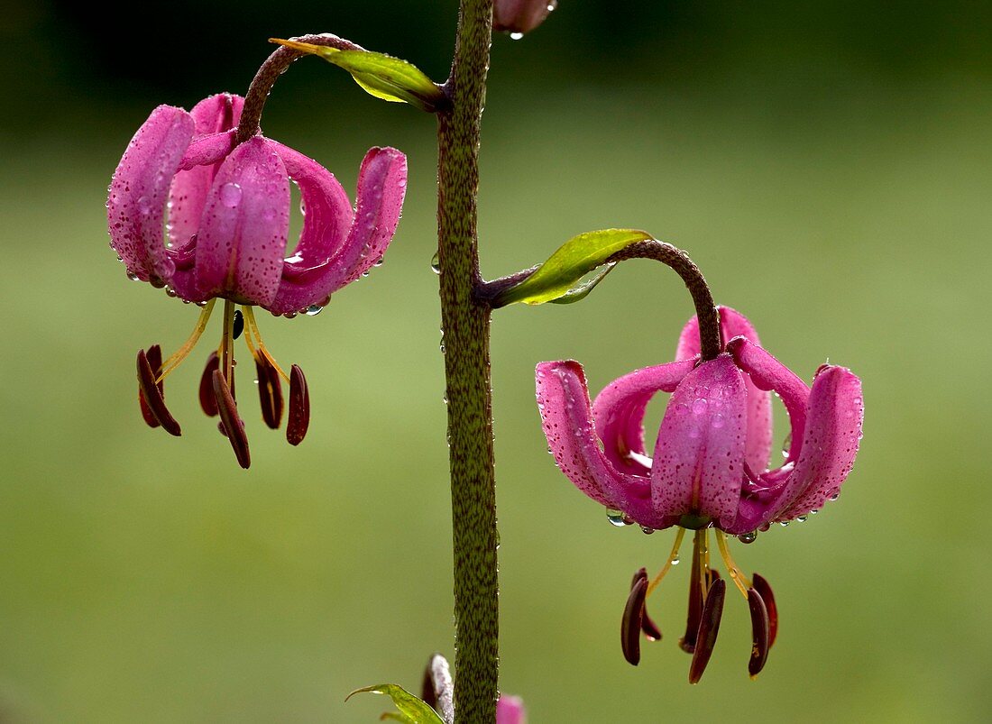 Martagon Lily (Lilium martagon)