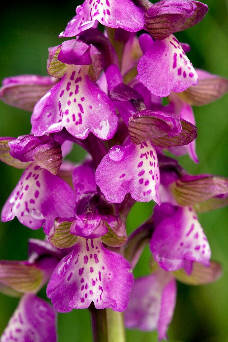 Green-winged Orchid (Orchis morio)