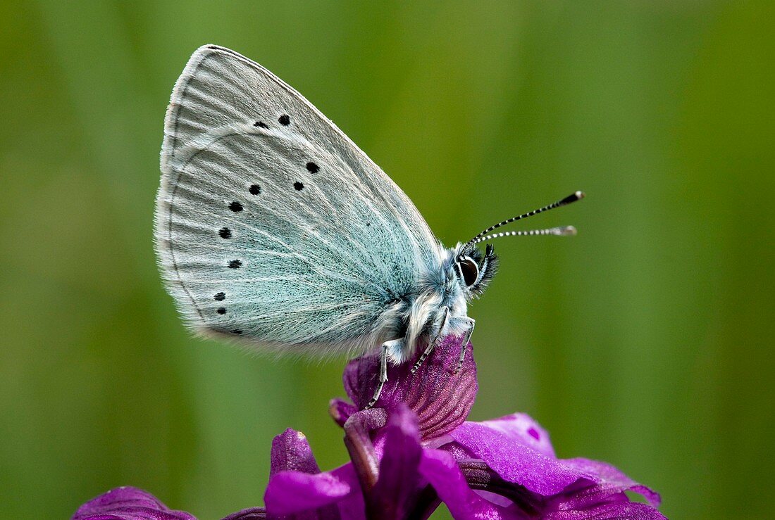 Green-underside Blue Butterfly