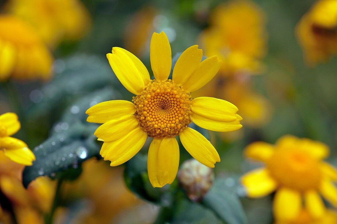 Chrysanthemum segetum