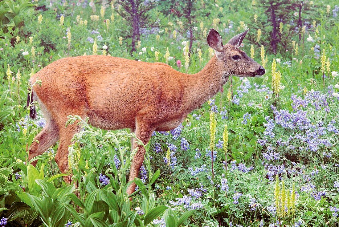 Columbian Black-tailed Deer