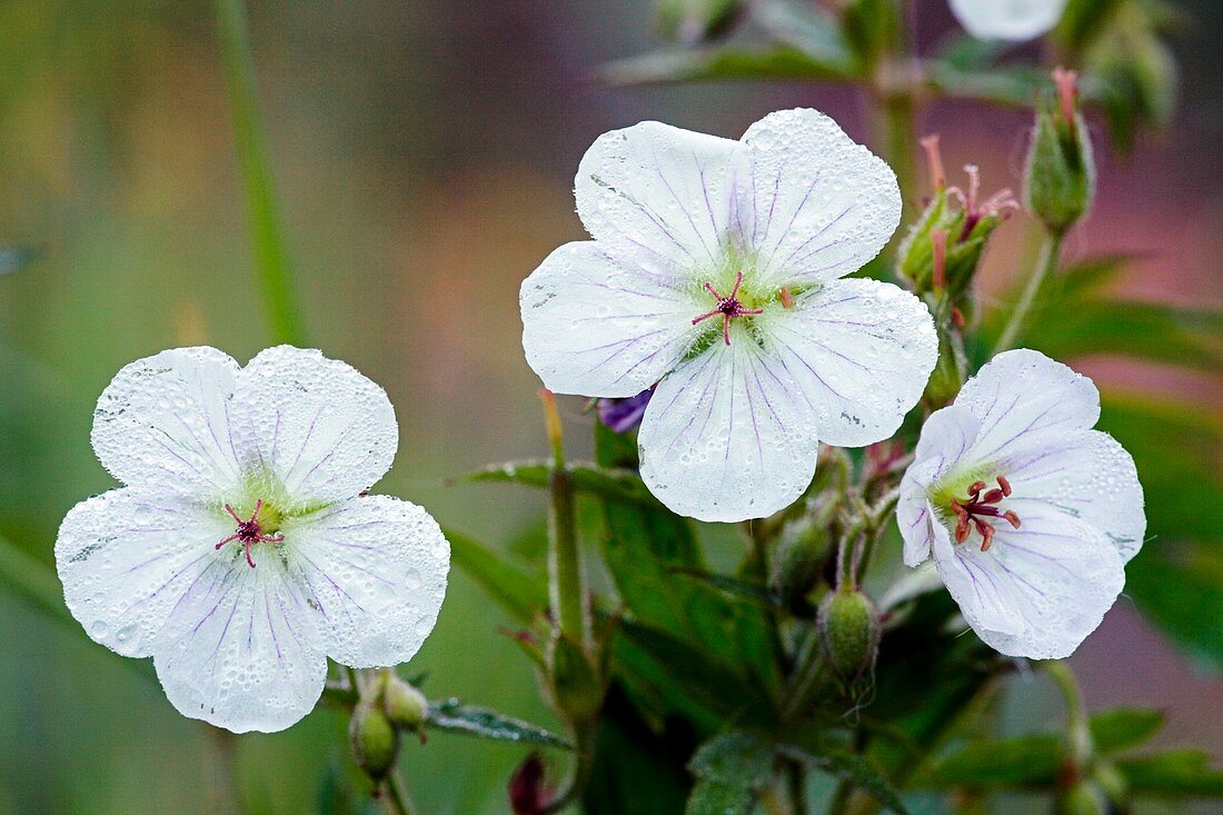 Geranium richardsonii