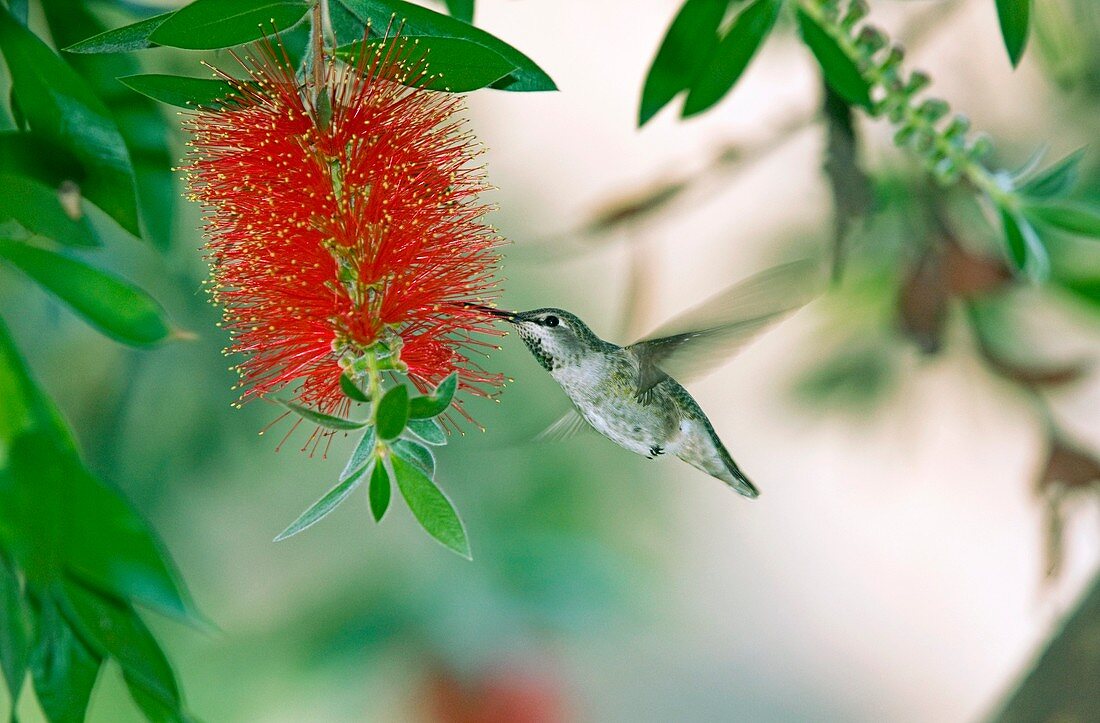 Juvenile Anna's Hummingbird