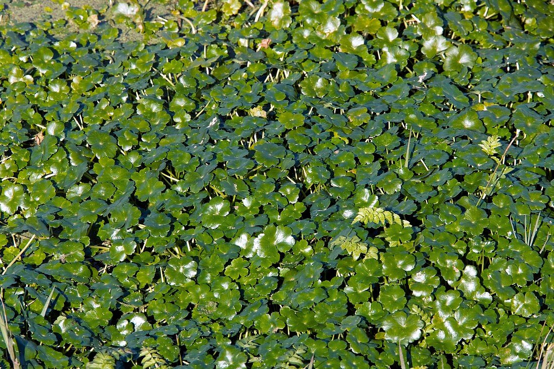 Hydrocotyle ranunculoides