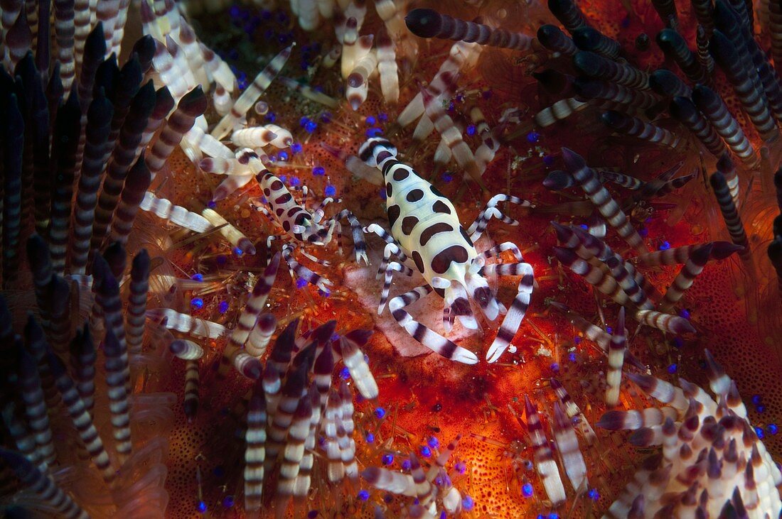 Coleman's shrimp on a sea urchin