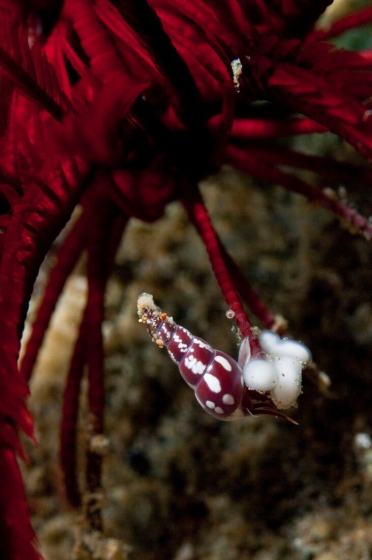 Parasitic sea snail laying eggs