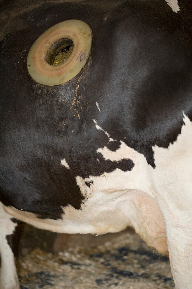 Fistula in the side of a cow