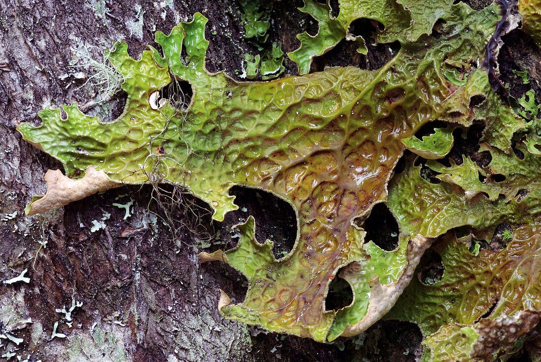 Lichen (Lobaria pulmonaria)