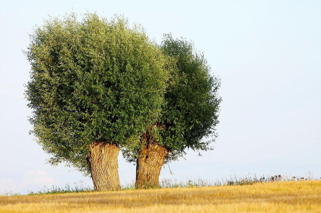 Willows (Salix)