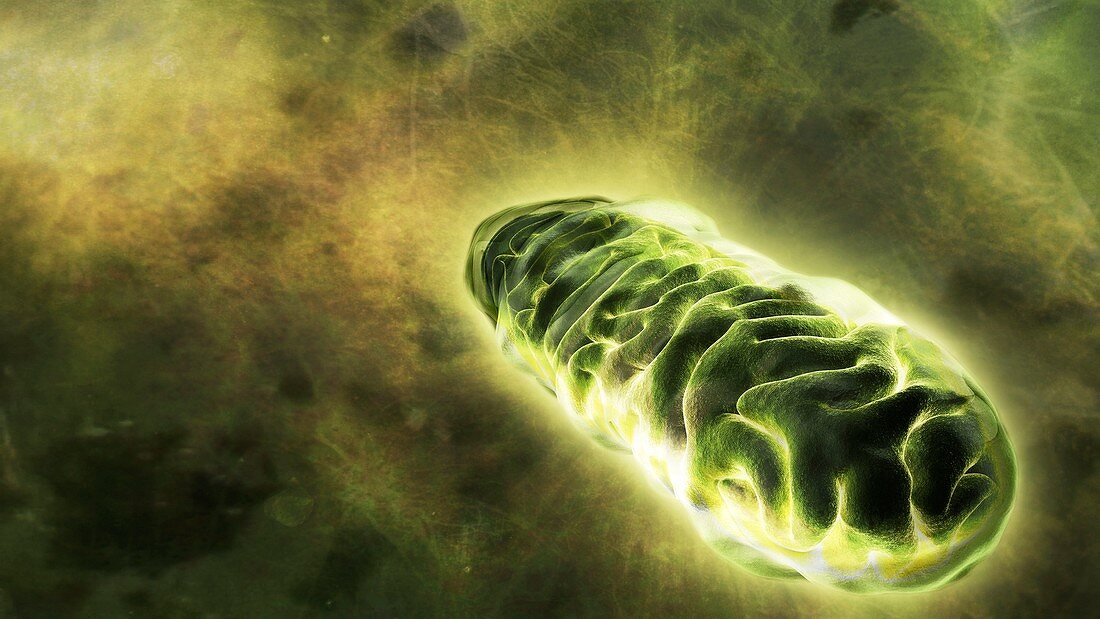 Mitochondrial energy,conceptual image