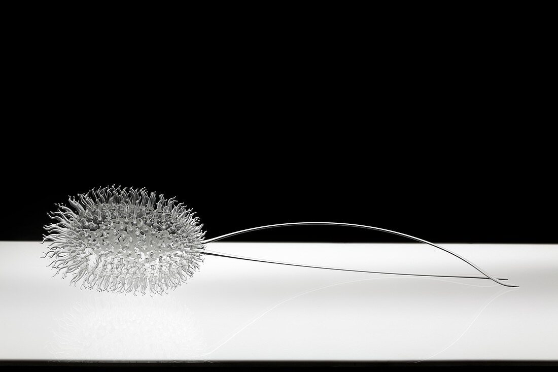 Escherichia coli,glass sculpture