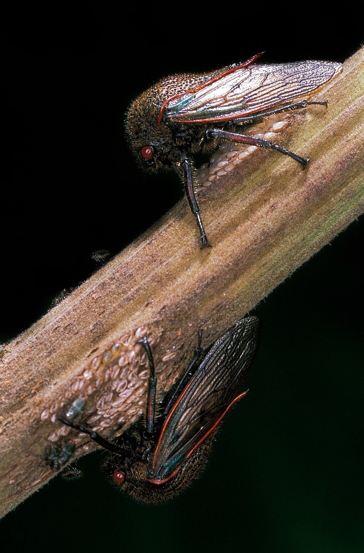 Treehopper and young