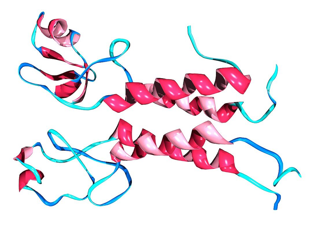 Breast cancer protein molecule