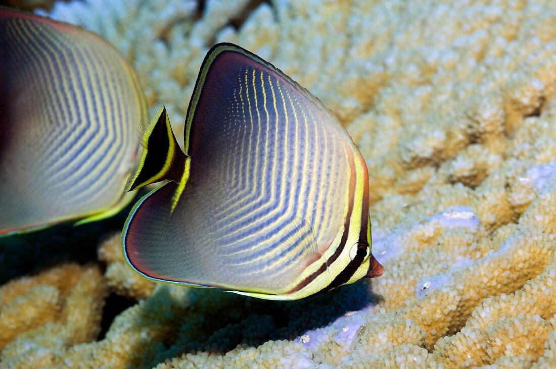 Eastern triangle butterflyfish on a reef