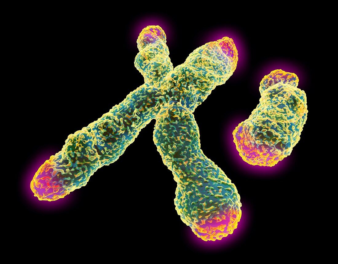X and Y chromosome with telomeres