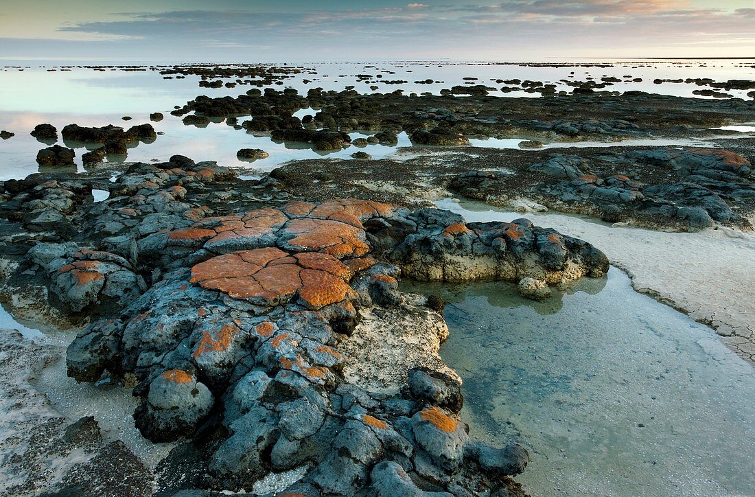 Stromatolites in Australia