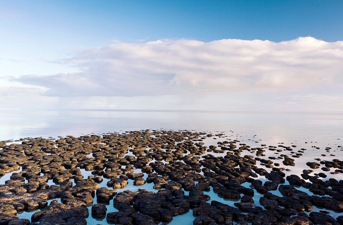 Stromatolites in Australia