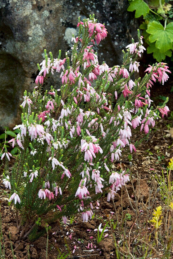 Erica baueri ssp. gouriquae