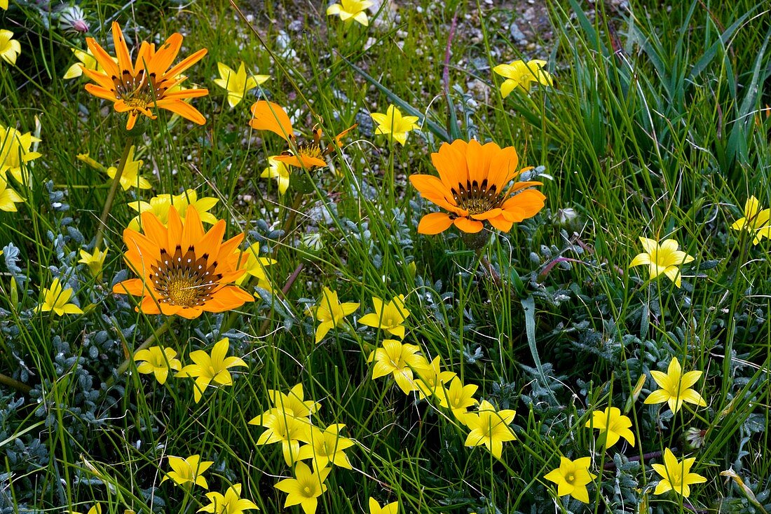 Gazania leiopoda