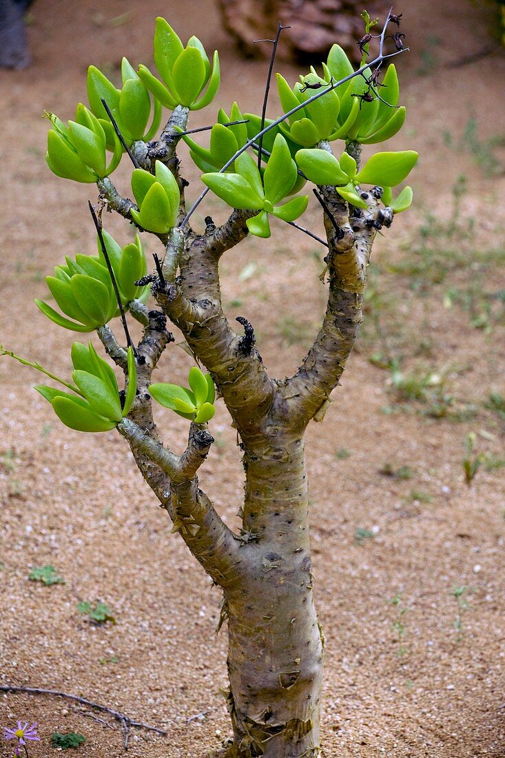 Botterboom tree (Tylecodon paniculatus)