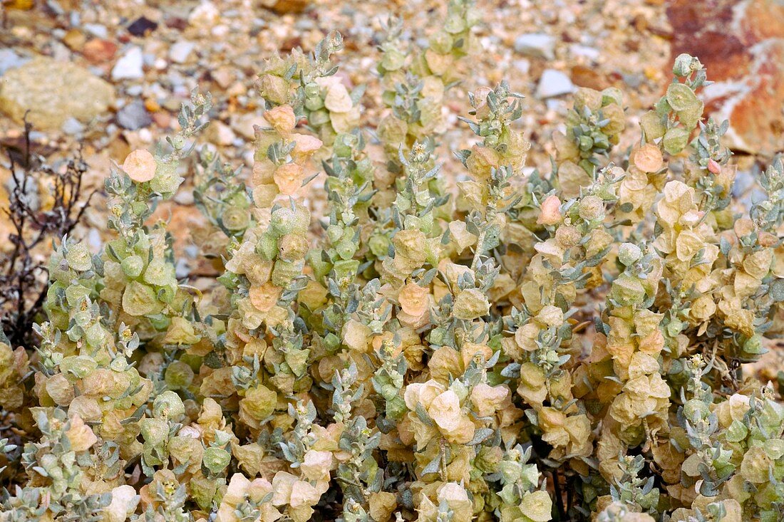 Grey Orache (Atriplex lindleyi ssp. Infla