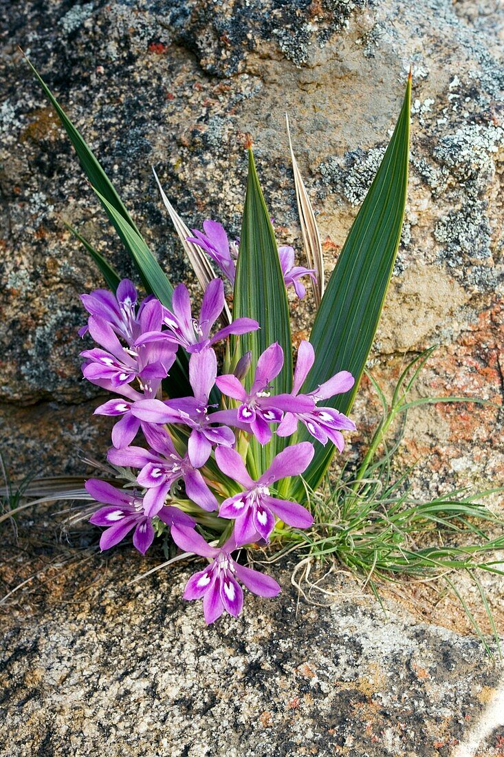 Babiana curviscapa