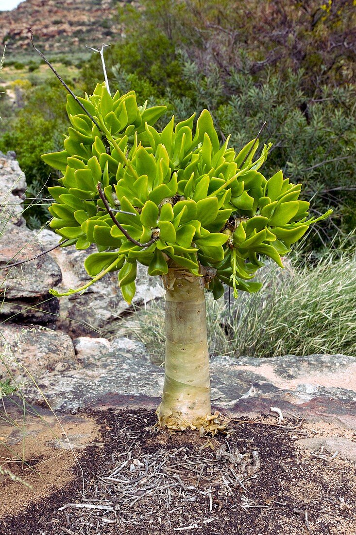 Botterboom tree (Tylecodon paniculatus)