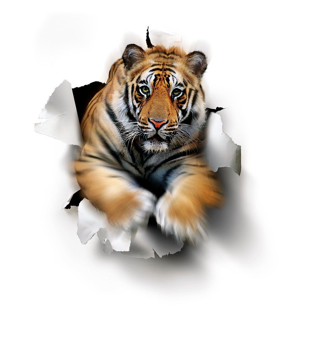 Tiger,artwork